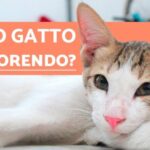 Alta qualit&agrave; a basso prezzo: scopri il cane Altadol e risparmia!