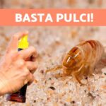 La ricetta del pesce all’acqua pazza: un sapore napoletano che conquista!
