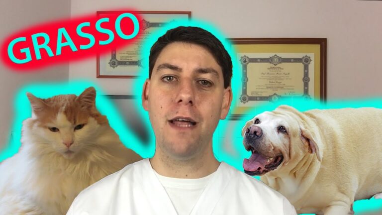Canottiere per cani grassissimi: la soluzione per una forma perfetta!