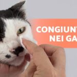 Idrosiringomielia nel cane: una minaccia silenziosa che colpisce a quattro zampe