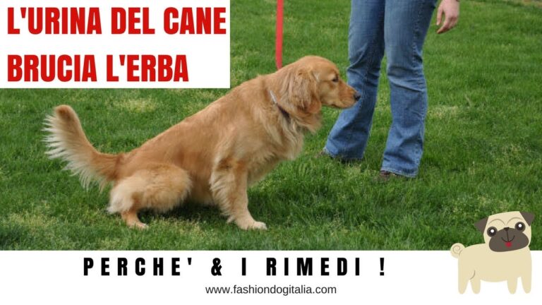 Feci gialle dei cani: un segnale di salute da non sottovalutare