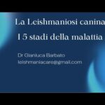 Alta qualit&agrave; a basso prezzo: scopri il cane Altadol e risparmia!