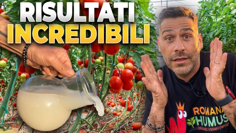Pomodori rigogliosi: il segreto del successo &egrave; il lievito di birra!