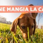 Rivelato il pericoloso legame tra l’ascesso nel gatto e la sua inaspettata morte