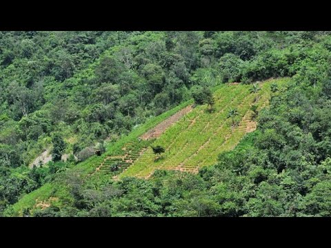 La sfida proibita: coltivare la pianta di coca in Italia