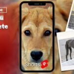 Spiroxan: il segreto per la salute del tuo gatto in soli 70 caratteri!