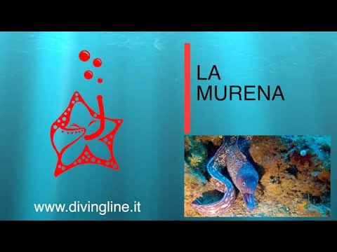 Serpenti di mare nel Mediterraneo: un misterioso e affascinante pericolo