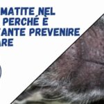 Alta qualit&agrave; a basso prezzo: scopri il cane Altadol e risparmia!