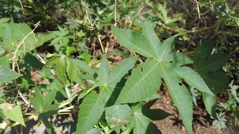 Ricinus Cominus: la risposta naturale per una pelle impeccabile!