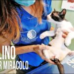 Alta qualit&agrave; a basso prezzo: scopri il cane Altadol e risparmia!