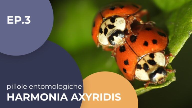 Coccinella Arlecchino: Il suo morso pu&ograve; essere pericoloso?