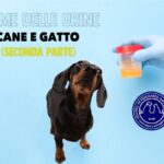 Elimina l’ascesso gengivale del tuo cane: soluzioni efficaci in 5 semplici passi!