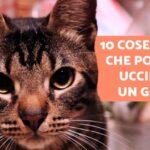 Fenobarbitale: il salvavita per il tuo cane!
