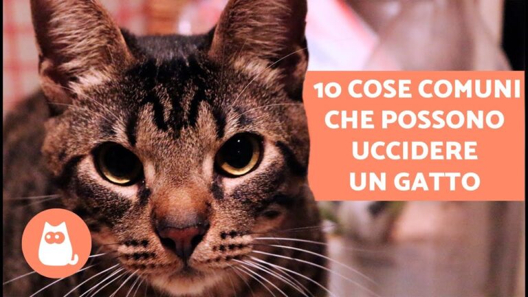 La congiuntivite nel gatto: una minaccia mortale?