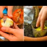 Il potere curativo del viburno: scopri i benefici di questa pianta!