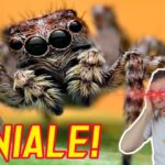 La magia del Buongiorno nel Periodo Natalizio