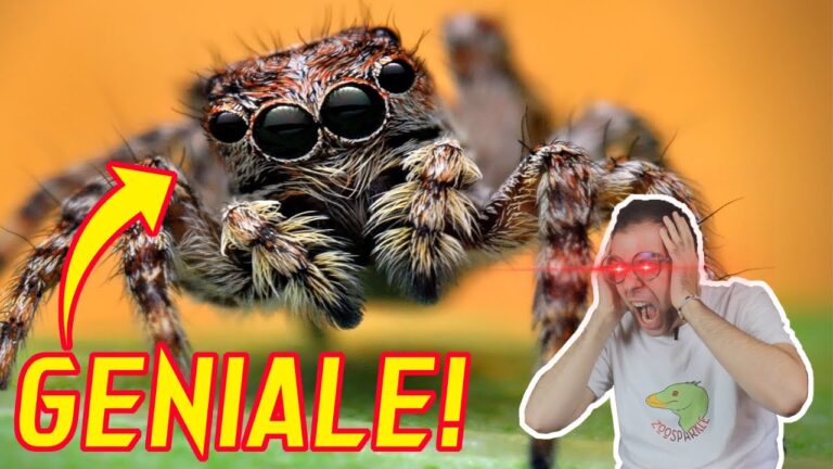 Il mistero dei ragni saltatori italiani: incredibili acrobazie nella natura