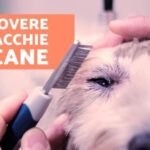 Fenobarbitale: il salvavita per il tuo cane!