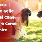 Alta qualit&agrave; a basso prezzo: scopri il cane Altadol e risparmia!