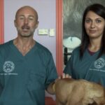 Rimedio efficace contro il mal di pancia del tuo cane: l’Enterogermina