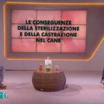 Spiroxan: il segreto per la salute del tuo gatto in soli 70 caratteri!