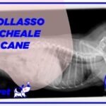 Fenobarbitale: il salvavita per il tuo cane!