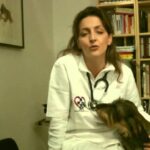 Meloxidyl per il tuo micio: il rimedio efficace contro il dolore dei gatti