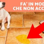 Alta qualit&agrave; a basso prezzo: scopri il cane Altadol e risparmia!