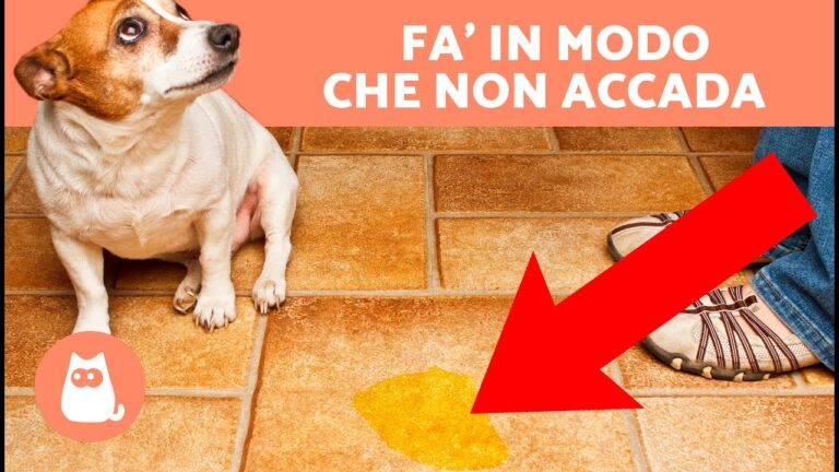 Urini frequenti nel cane femmina: quando preoccuparsi?