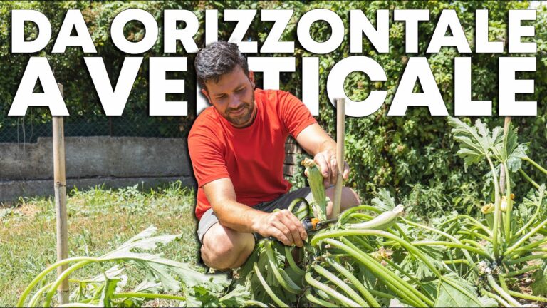 La magia della pianta zucchine rampicante: scopri come coltivarla con successo!