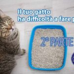 Fenobarbitale: il salvavita per il tuo cane!