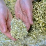 Ricrescita miracolosa: i capelli caduti per carenza di ferro tornano pi&ugrave; forti