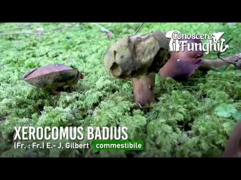 Boletus badius: un delizioso tesoro culinario da scoprire!