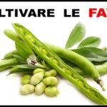 Ruolo dell’antitransglutaminasi IgA nella diagnosi della celiachia