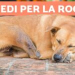 Fenobarbitale: il salvavita per il tuo cane!