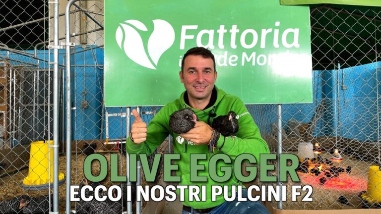 Galline felici e produttive: 10 nomi originali per le tue nuove compagne!
