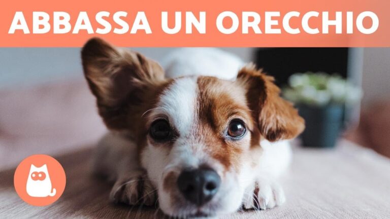 Rivoluzione nel mondo dei Dobermann: ritorno alle orecchie normali!