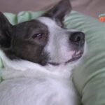 Spiroxan: il segreto per la salute del tuo gatto in soli 70 caratteri!