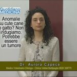 Fenobarbitale: il salvavita per il tuo cane!
