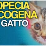 Rivelato il pericoloso legame tra l’ascesso nel gatto e la sua inaspettata morte
