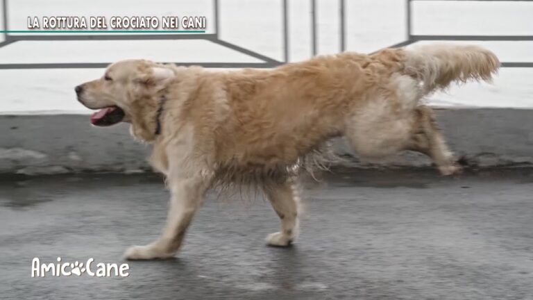 Costo operazione rottura crociato cane: come affrontare l’emergenza senza svuotare il portafoglio