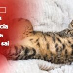 Sangue nella pipì del cane: segnale di allarme o semplice problema?