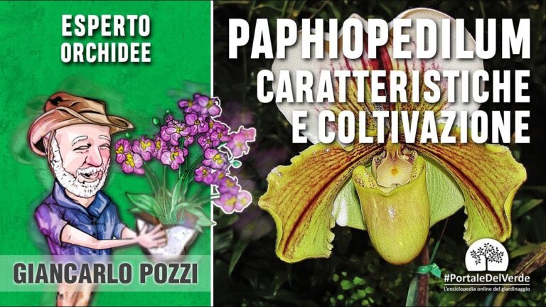 Orchidea Scarpetta di Venere: Prezzo accessibile per la bellezza rara