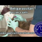 Spiroxan: il segreto per la salute del tuo gatto in soli 70 caratteri!