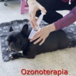 Rivelato il pericoloso legame tra l’ascesso nel gatto e la sua inaspettata morte