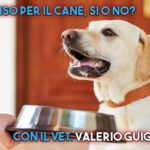 Alta qualit&agrave; a basso prezzo: scopri il cane Altadol e risparmia!