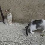 Rimedio efficace contro il mal di pancia del tuo cane: l’Enterogermina