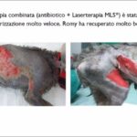 Sopprimere l’ernia nel cane: soluzione efficace in 70 caratteri!