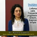 Alta qualit&agrave; a basso prezzo: scopri il cane Altadol e risparmia!