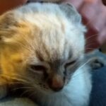 Fenobarbitale: il salvavita per il tuo cane!